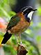 songbird27